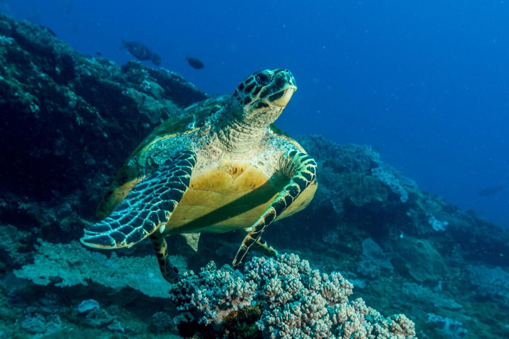 Sodwana Bay Lodge Dive & Fishing Resort Екстер'єр фото
