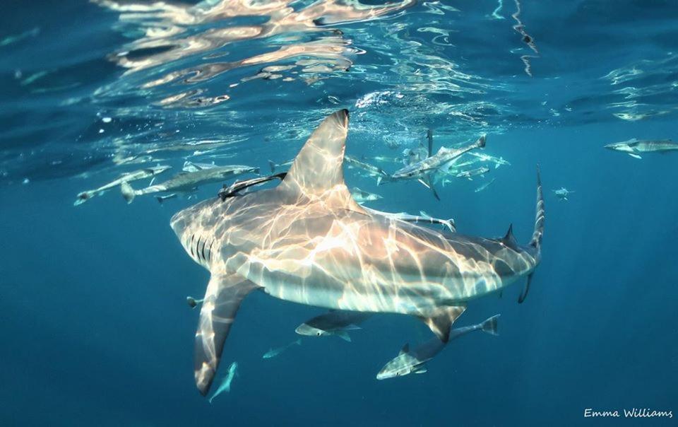 Sodwana Bay Lodge Dive & Fishing Resort Екстер'єр фото